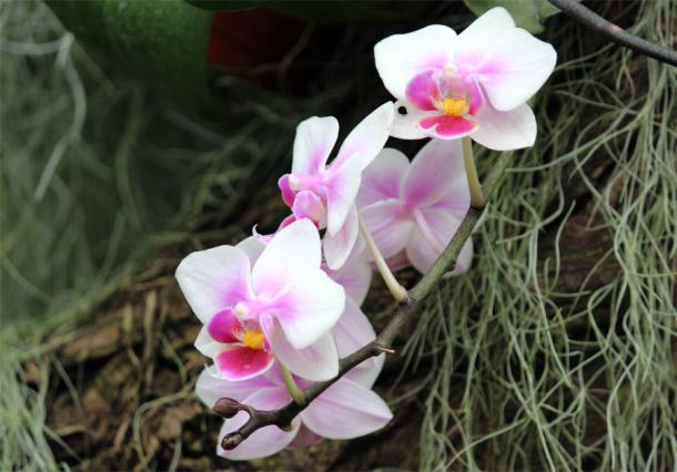 Орхидеи в ботаническом саду Линца