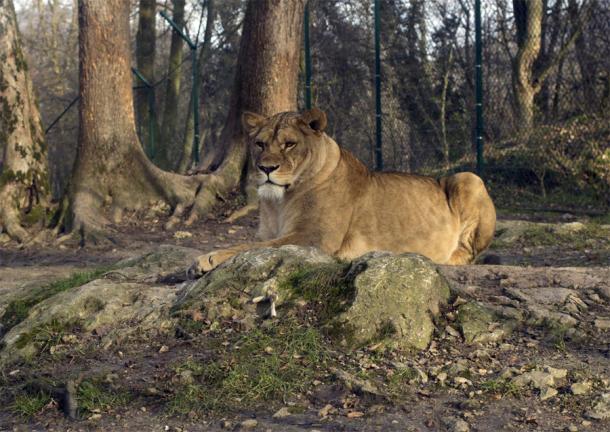 Львы в зальцбургском зоопарке