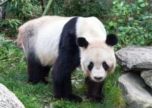 Панда в Венском зоопарке